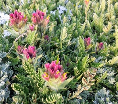 Beautiful Indian paintbrush (Castilleja pulchella)