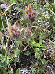 Beautiful Indian paintbrush (Castilleja pulchella)