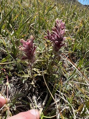 Beautiful Indian paintbrush (Castilleja pulchella)
