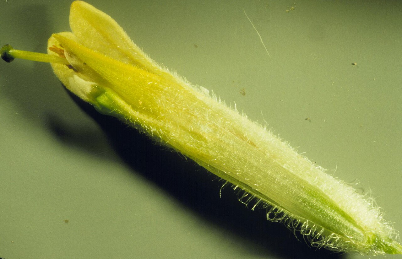 Beautiful Indian paintbrush: The calyx has been split open along the lower side to expose the corolla tube inside (the galea does not extend much past the three green lower corolla lobes).