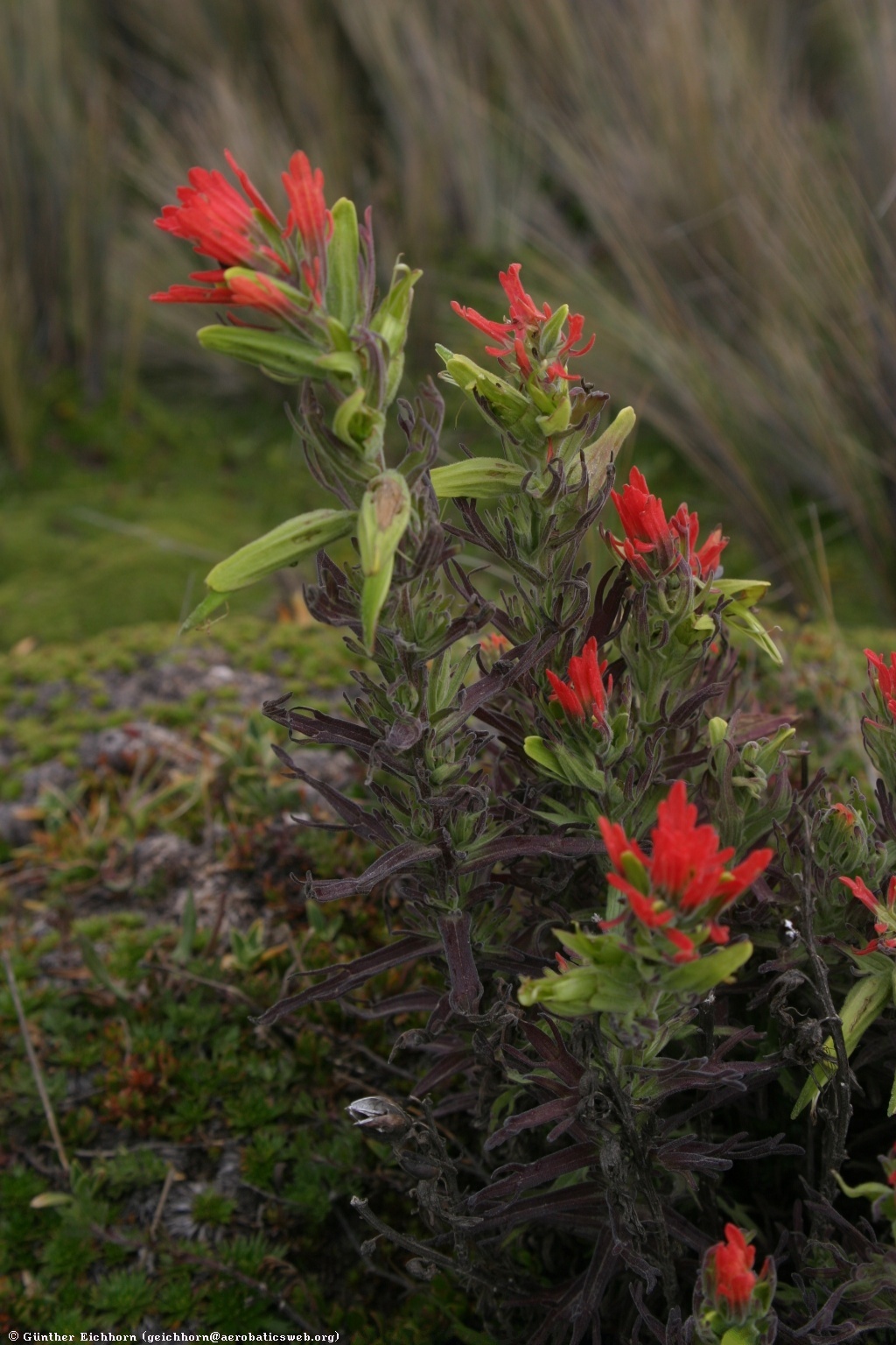 Castilleja pumila: Lancetilla del Páramo (Castilleja pumila).
