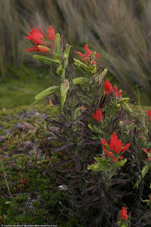 Castilleja pumila: Lancetilla del Páramo (Castilleja pumila).