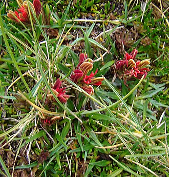 Castilleja pumila: It doesn't look like a painbrush, but this is as big as it gets. Western Peru. \ In context at www.dixpix.ca/sth_cordillera/flora/parasites/index.html