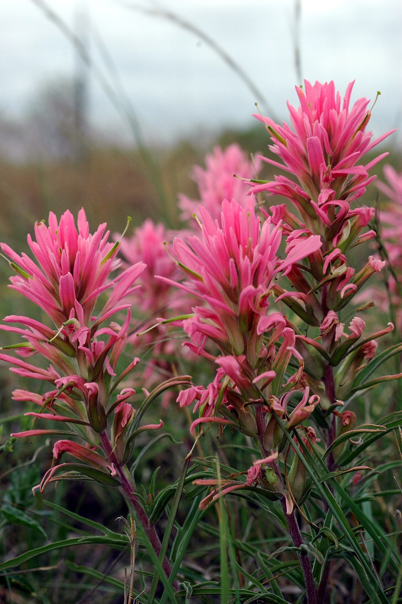 Downy Indian paintbrush: Downy Paintbrush, Castilleja purpurea . Just North of the Alamo Village entrance, Kinney County, Texas. [note: Originially misidentified as Castilleja sessilifl