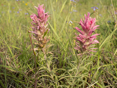 Downy Indian paintbrush (Castilleja purpurea)