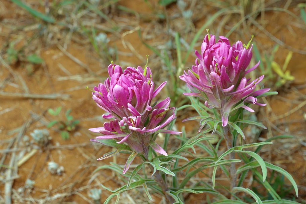 Downy Indian paintbrush (Castilleja purpurea)
