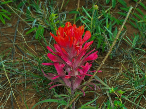 Downy Indian paintbrush (Castilleja purpurea)