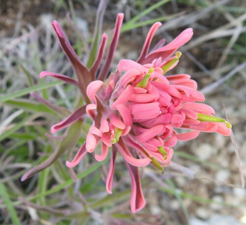 Downy Indian paintbrush (Castilleja purpurea)