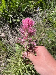 Downy Indian paintbrush (Castilleja purpurea)
