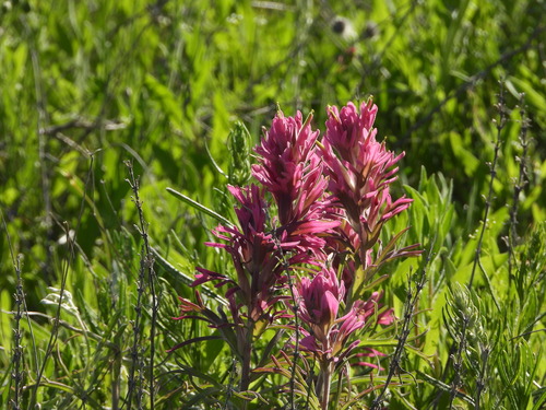 Downy Indian paintbrush (Castilleja purpurea)