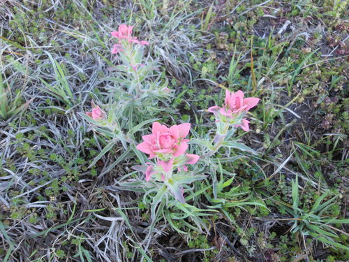 Downy Indian paintbrush (Castilleja purpurea)