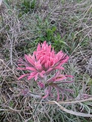 Downy Indian paintbrush (Castilleja purpurea)