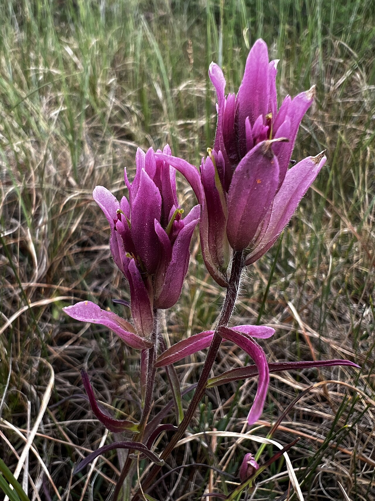 Raup's Indian paintbrush: Raup's paintbrush ( Castilleja raupii ) in Canada