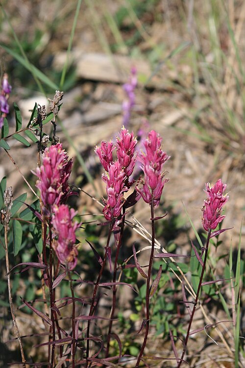 Raup's Indian paintbrush: Castilleja raupii in Denali National Park, AK, USA