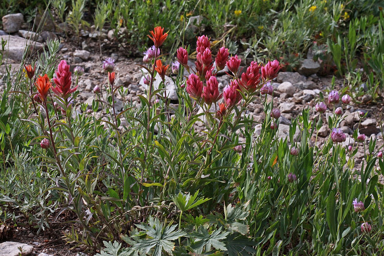 Splitleaf Indian paintbrush: Giant red Indian paintbrush (Castilleja miniata ssp. miniata) and Rhexia-leaf paintbrush (Castilleja rhexiifolia), Broomrape family (Orobanchaceae). Grizzly Gul