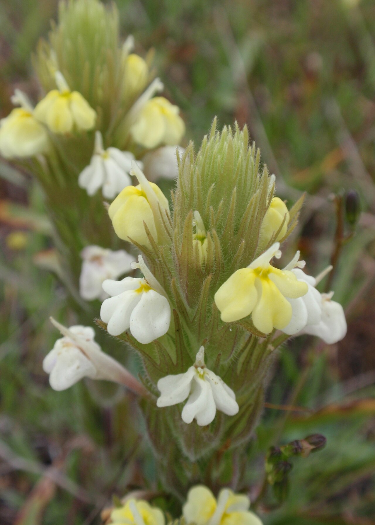 Cream sacs: Castilleja rubicundula in Belvedere, Marin County, California, USA.
