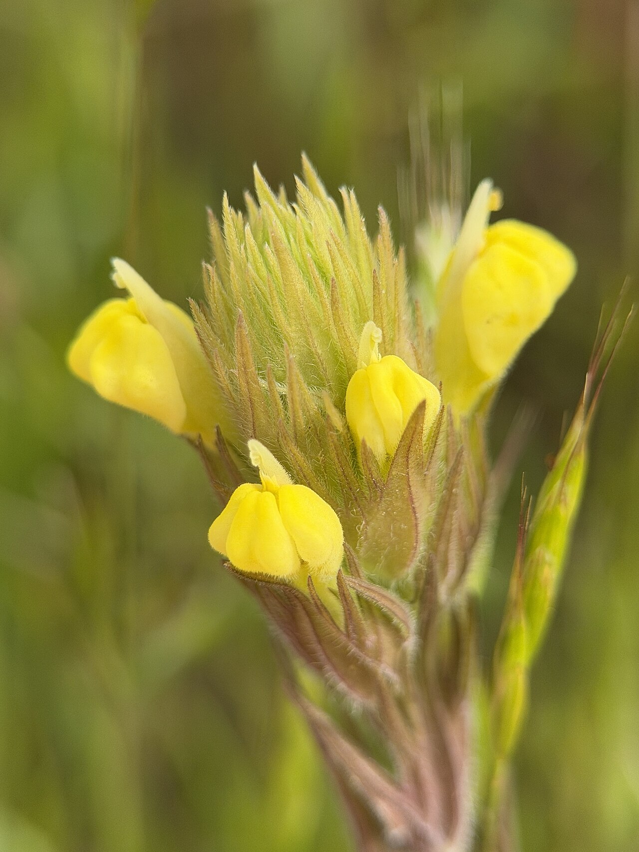 Cream sacs: Castilleja rubicundula lithospermoides in the United States