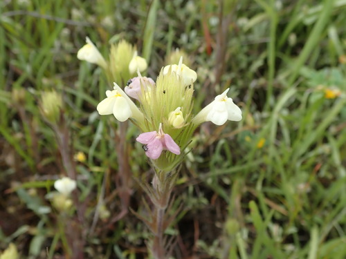 Cream sacs (Castilleja rubicundula)