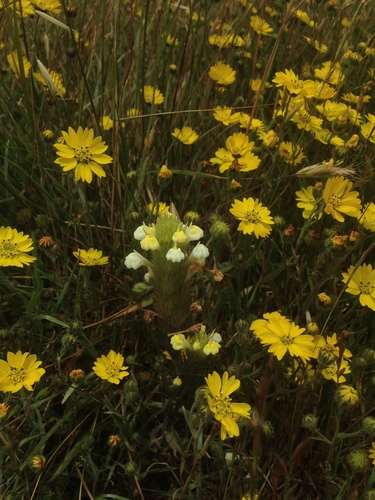 Cream sacs (Castilleja rubicundula)