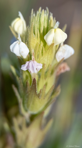 Cream sacs (Castilleja rubicundula)