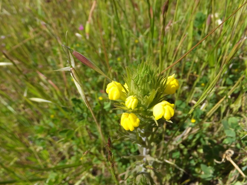 Cream sacs (Castilleja rubicundula)