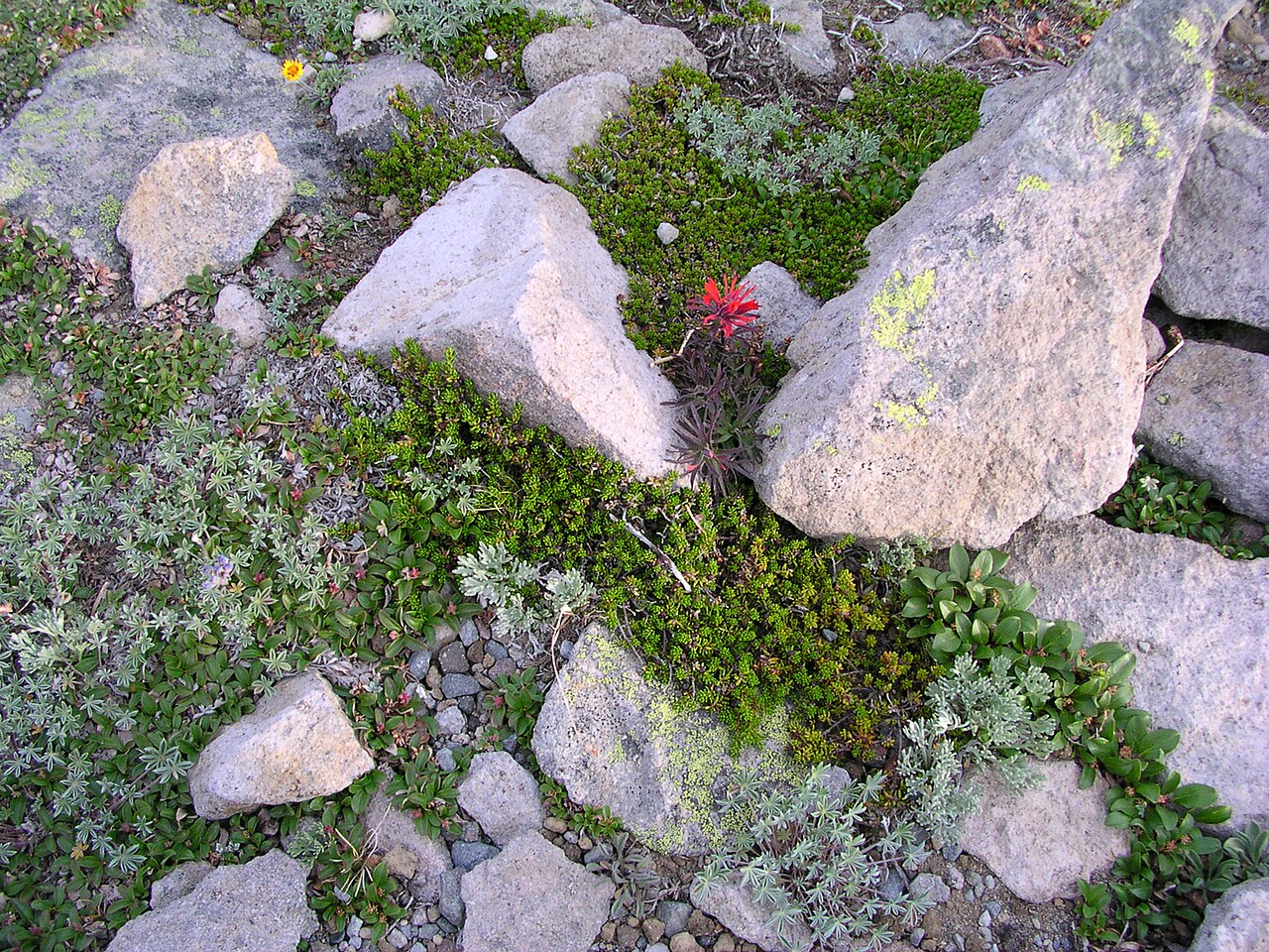 Cliff Indian paintbrush: Castilleja rupicola DSCN4979