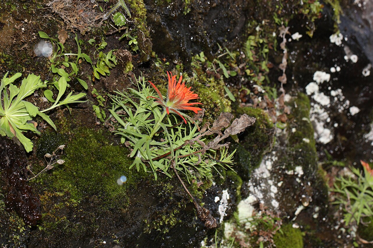 Cliff Indian paintbrush: Cliff Indian Paintbrush