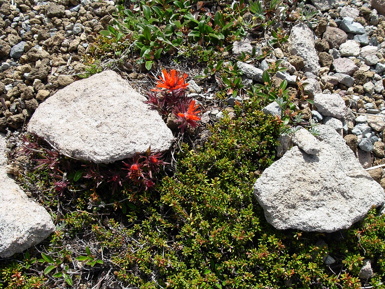 Cliff Indian paintbrush: i070107 053