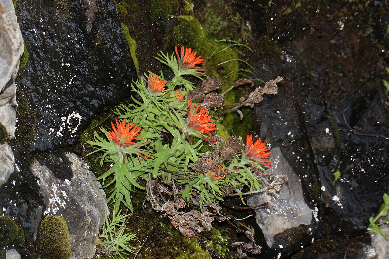 Cliff Indian paintbrush: Cliff Indian Paintbrush