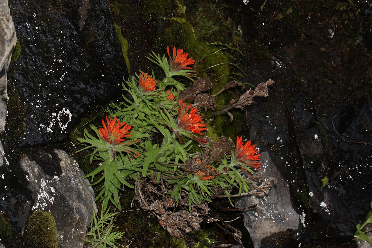 Cliff Indian paintbrush: Cliff Indian Paintbrush