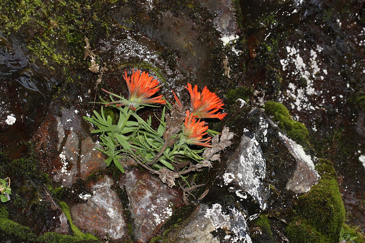 Cliff Indian paintbrush: Cliff Indian Paintbrush