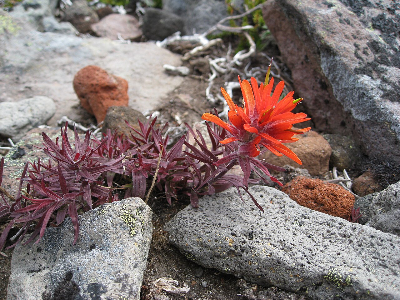 Cliff Indian paintbrush: Castilleja rupicola
