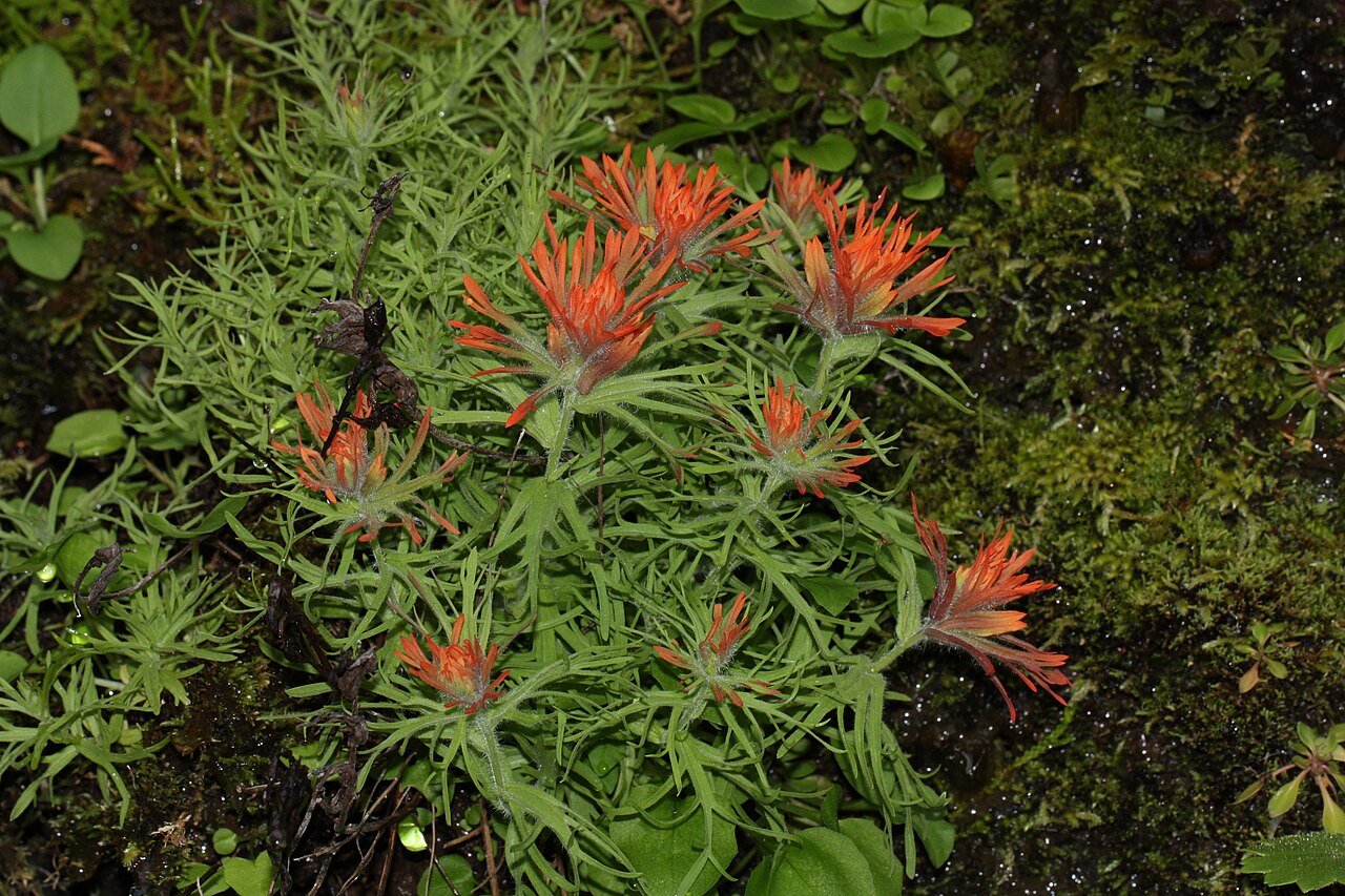 Cliff Indian paintbrush: Cliff Indian Paintbrush