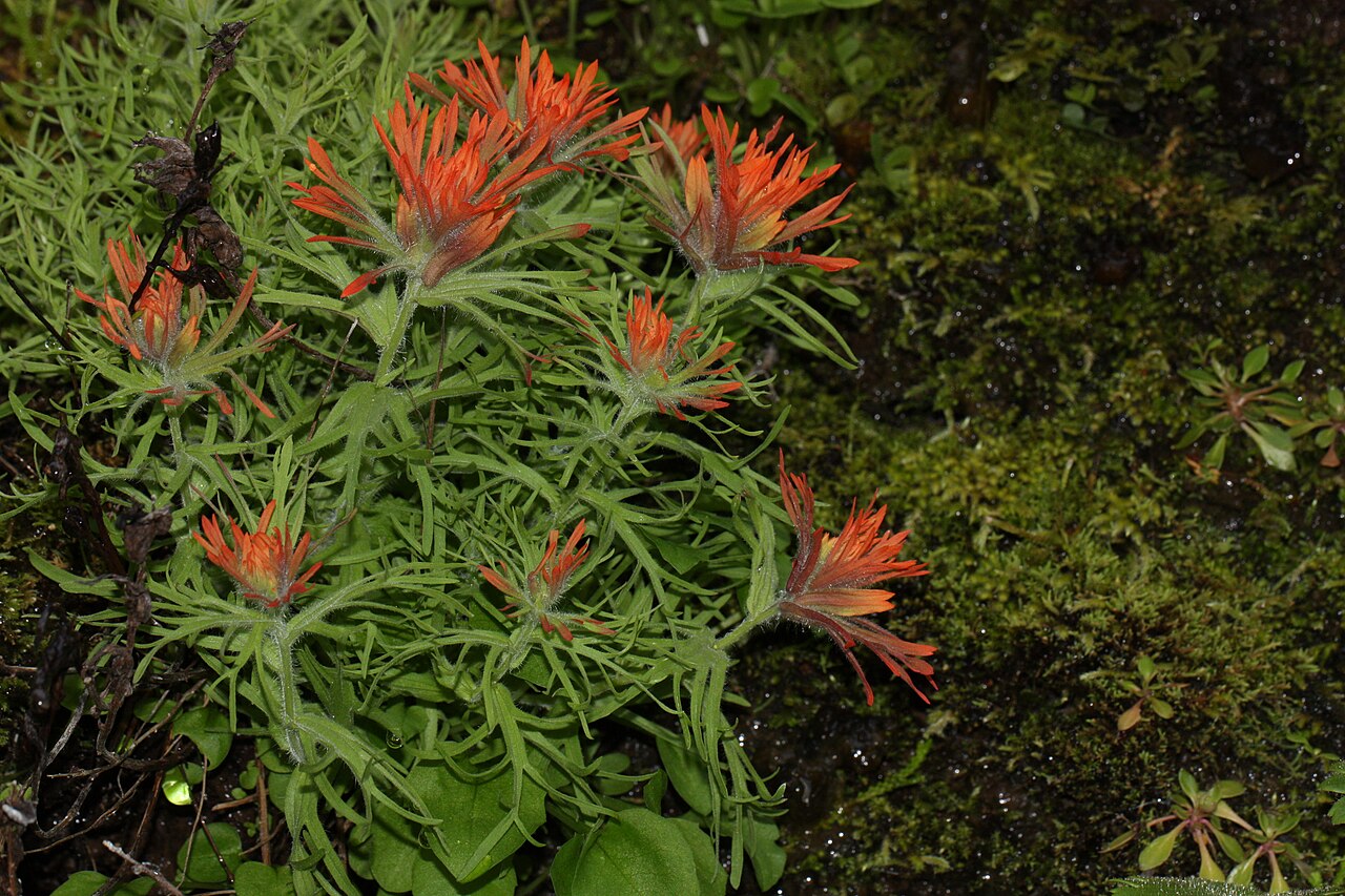 Cliff Indian paintbrush: Cliff Indian Paintbrush