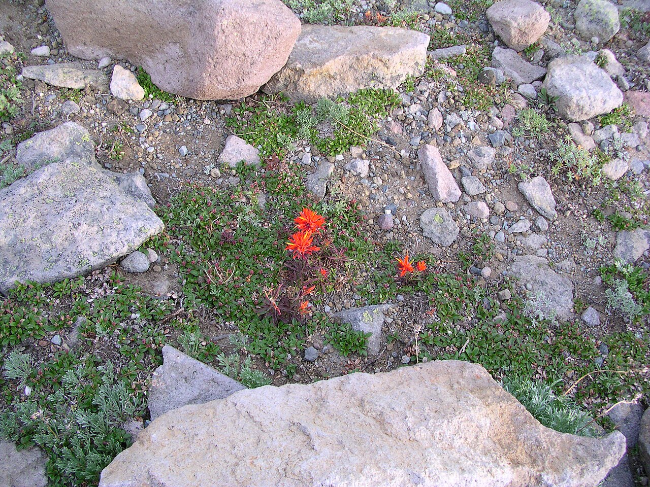 Cliff Indian paintbrush: DSCN4980