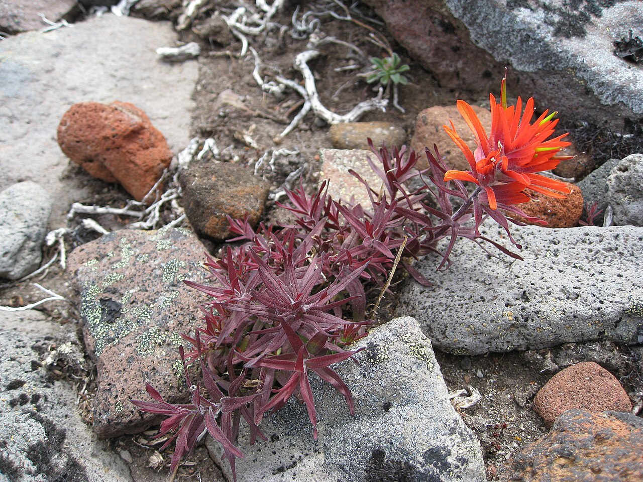 Cliff Indian paintbrush: Castilleja rupicola