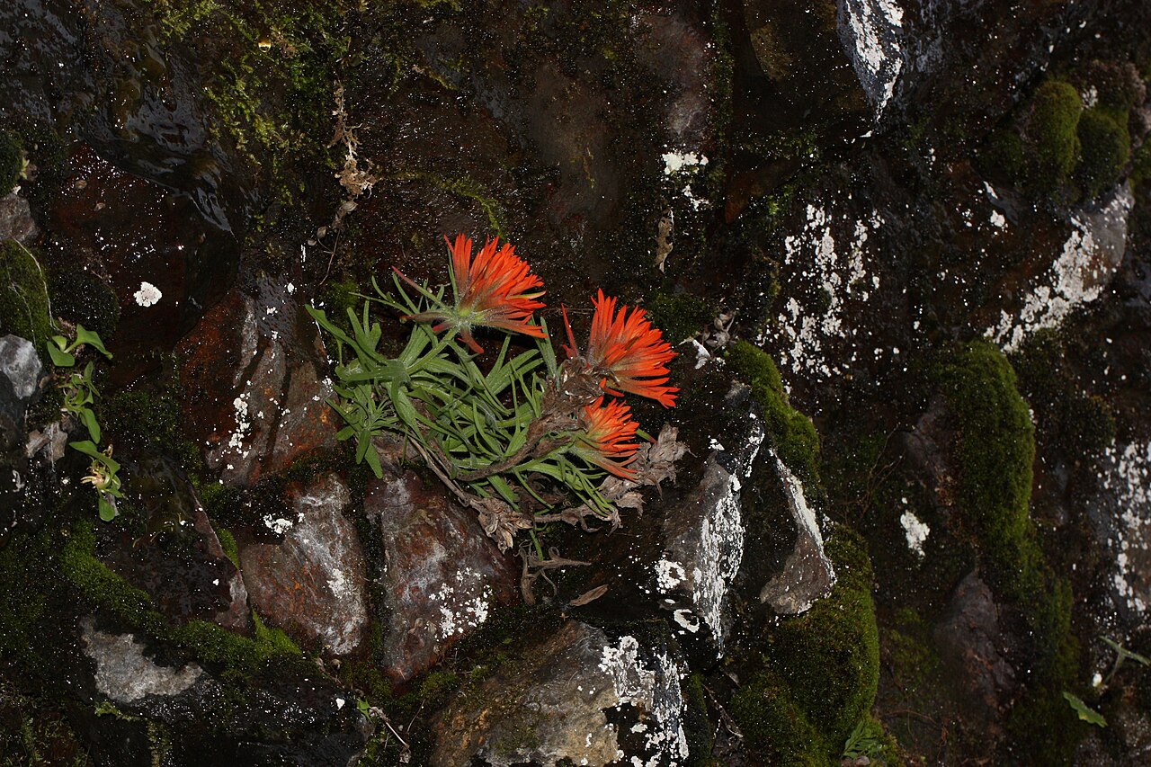Cliff Indian paintbrush: Cliff Indian Paintbrush