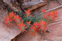 Rough Indian paintbrush (Castilleja scabrida)
