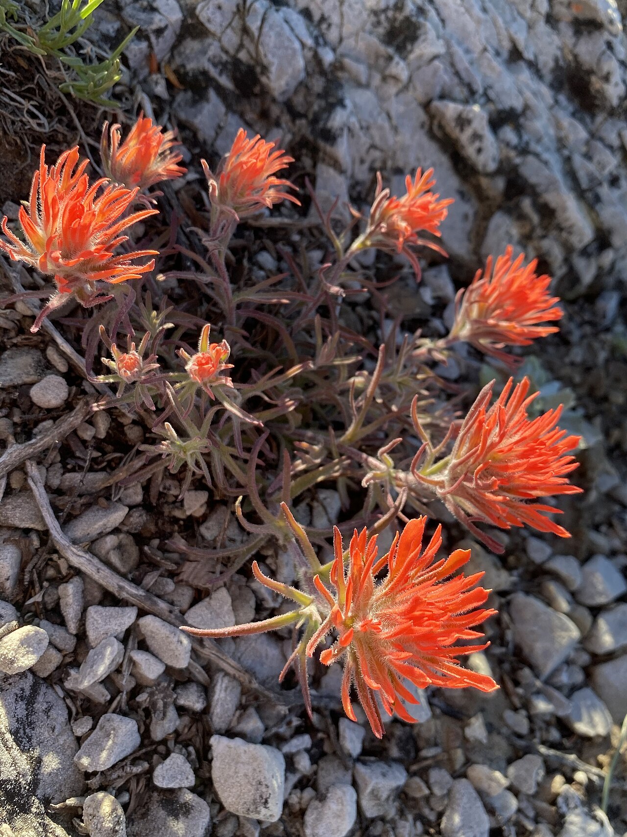 Rough Indian paintbrush: Castilleja scabrida var. barnebyana blooming in Eureka County, Nevada, US