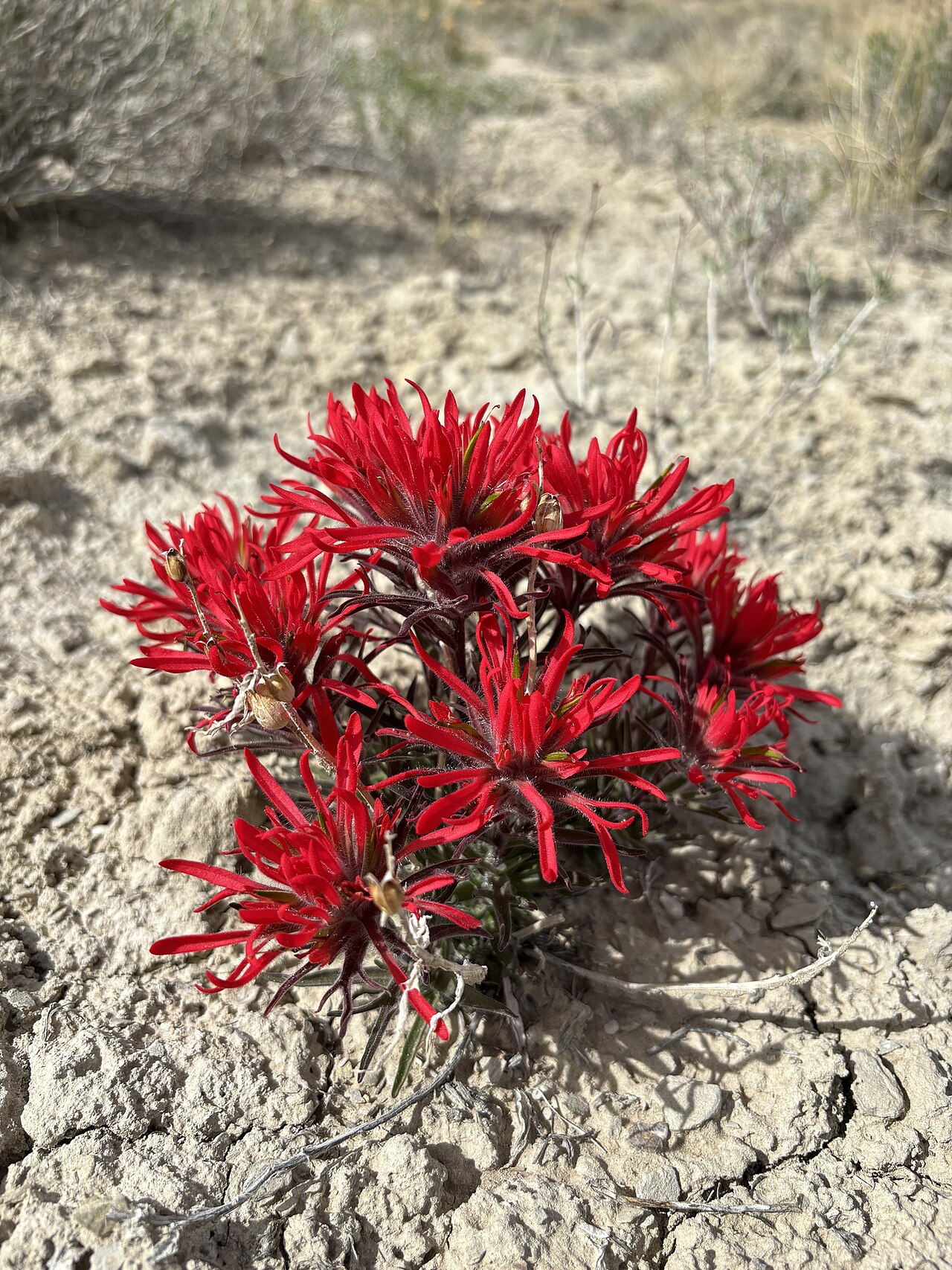 Rough Indian paintbrush: Castilleja scabrida var. scabrida blooming in Capitol Reef National Park, Wayne County, Utah, US