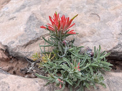 Rough Indian paintbrush (Castilleja scabrida)