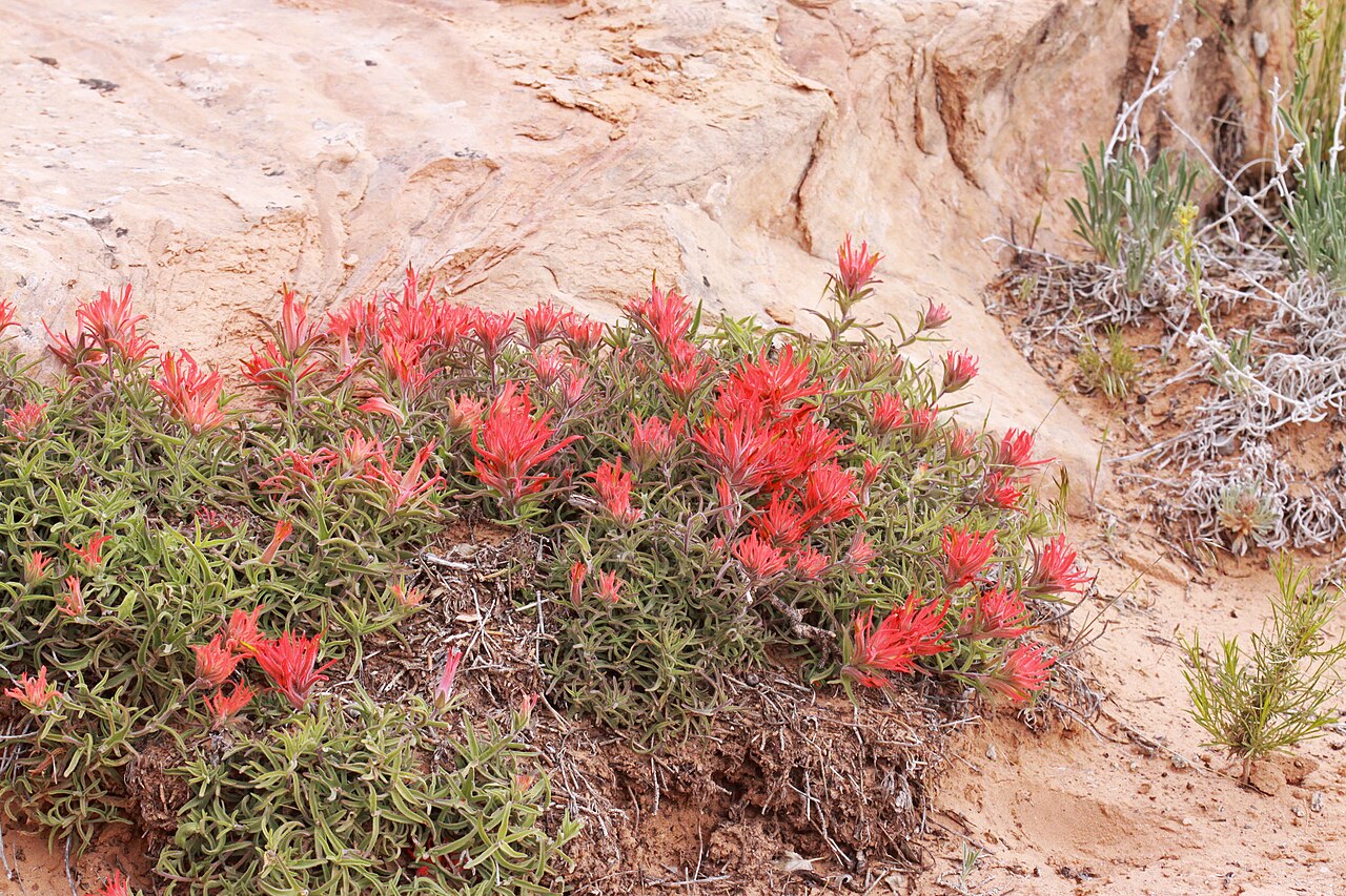 Rough Indian paintbrush: Zion Indian paintbrush (Castilleja scabrida var. scabrida), Broomrape family (Orobanchaceae). Windows Trail, Arches Natl. Park, Utah.