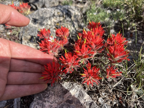 Rough Indian paintbrush (Castilleja scabrida)