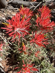 Rough Indian paintbrush (Castilleja scabrida)