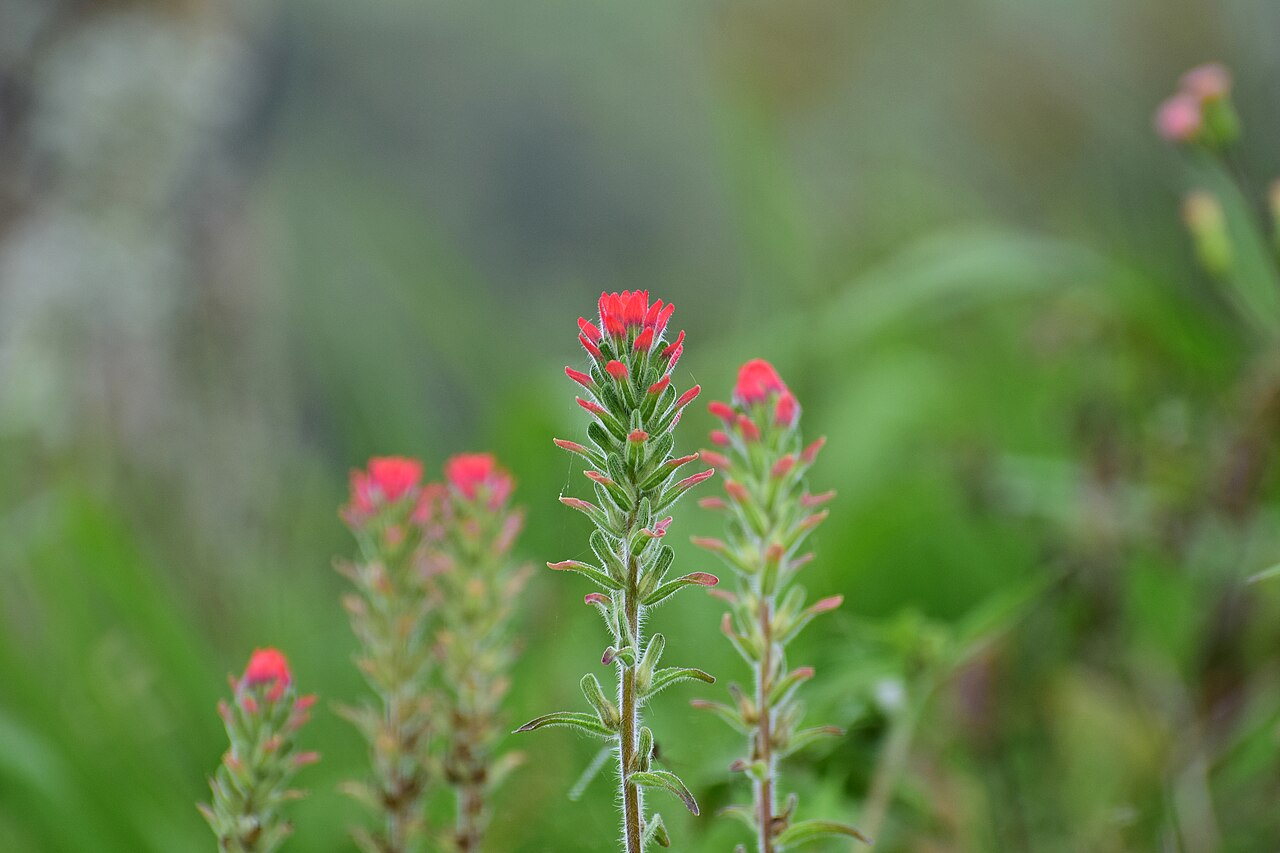 Castilleja scorzonerifolia: Hierba del cáncer - Cola de borrego
