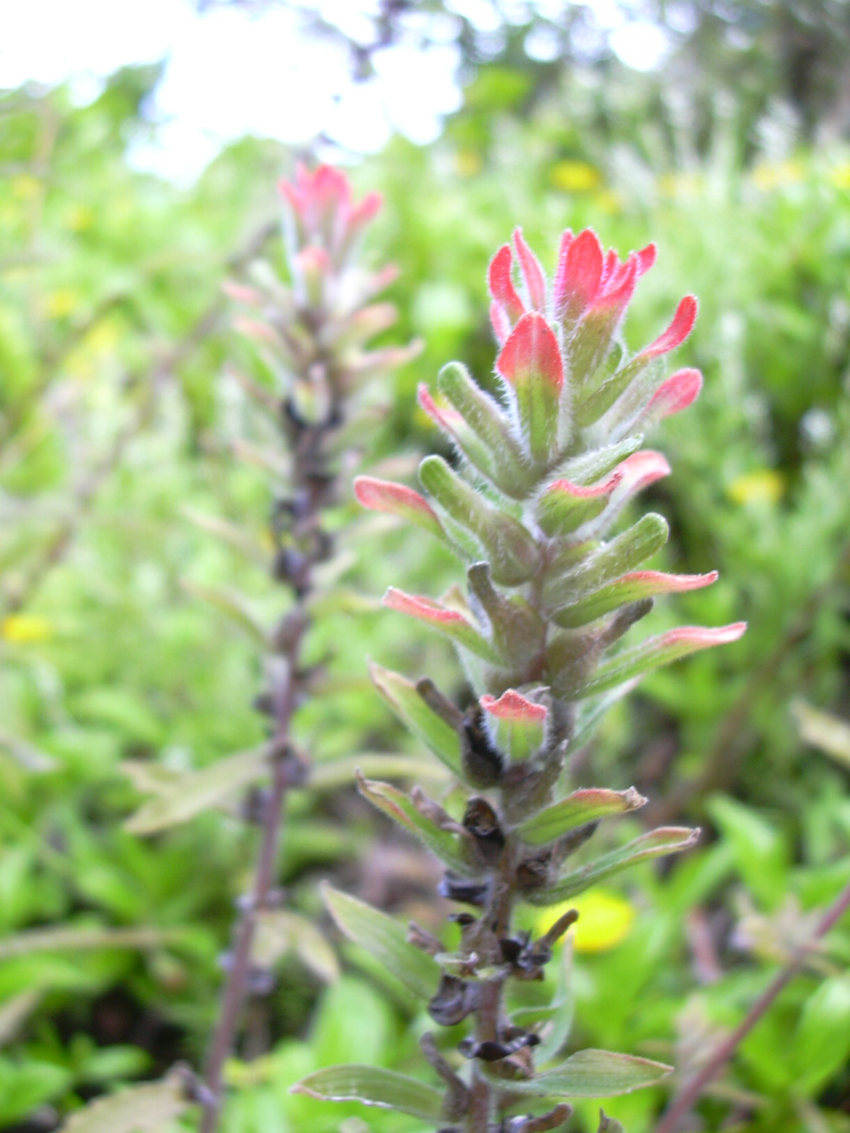 Castilleja scorzonerifolia: Castilleja arvensis (habit). Location: Maui, Kopiliula