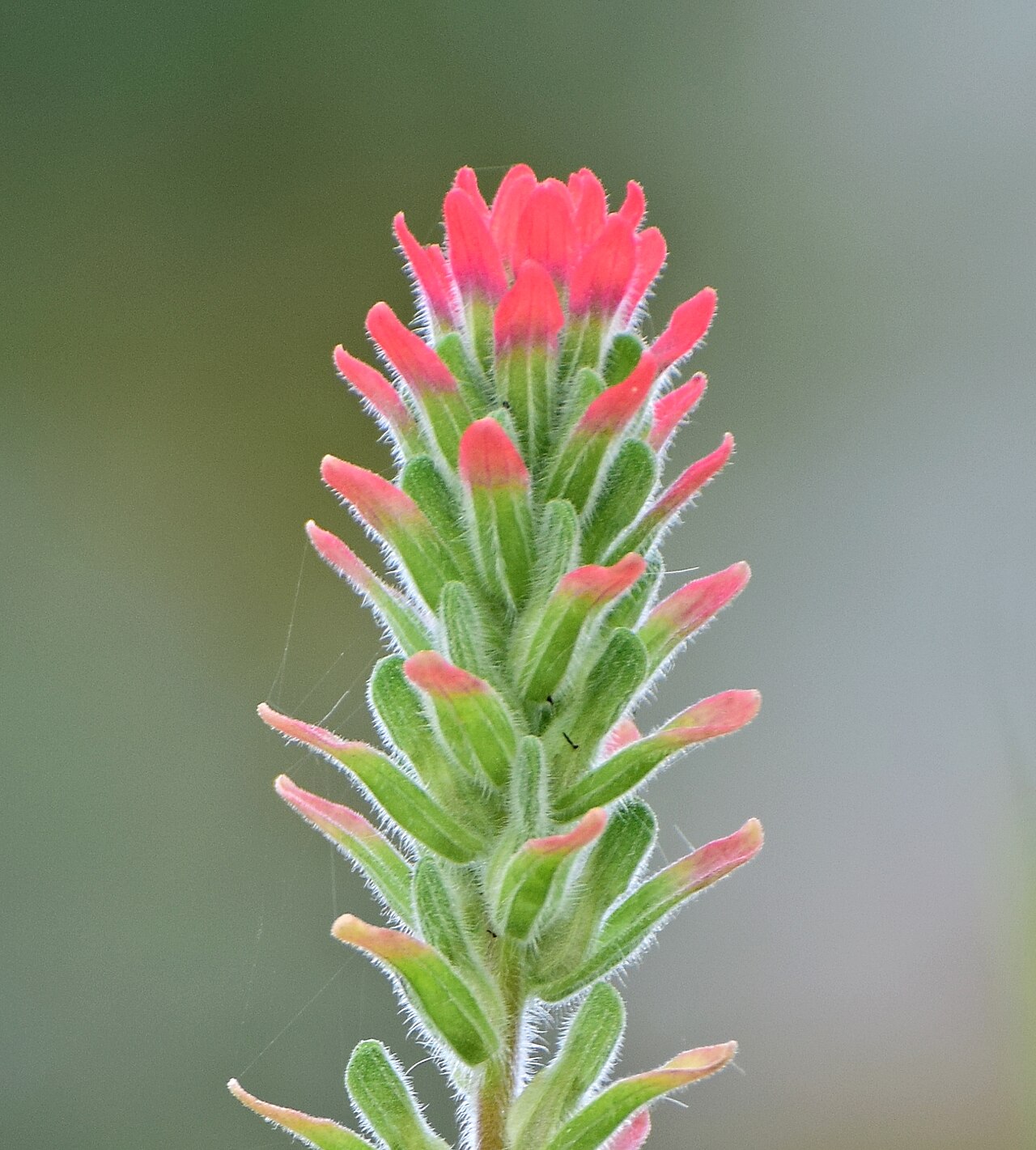 Castilleja scorzonerifolia: Hierba del cáncer - Cola de borrego