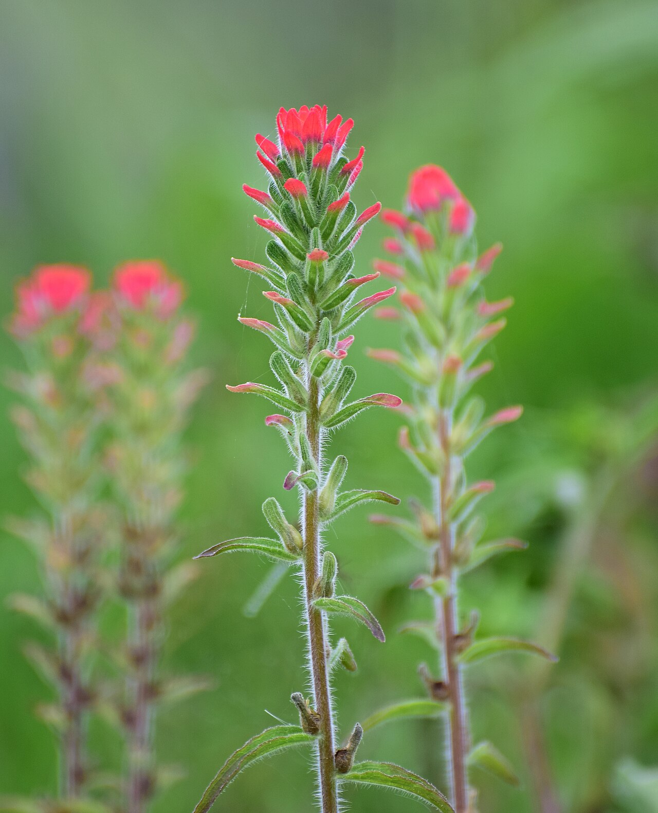 Castilleja scorzonerifolia: Hierba del cáncer - Cola de borrego