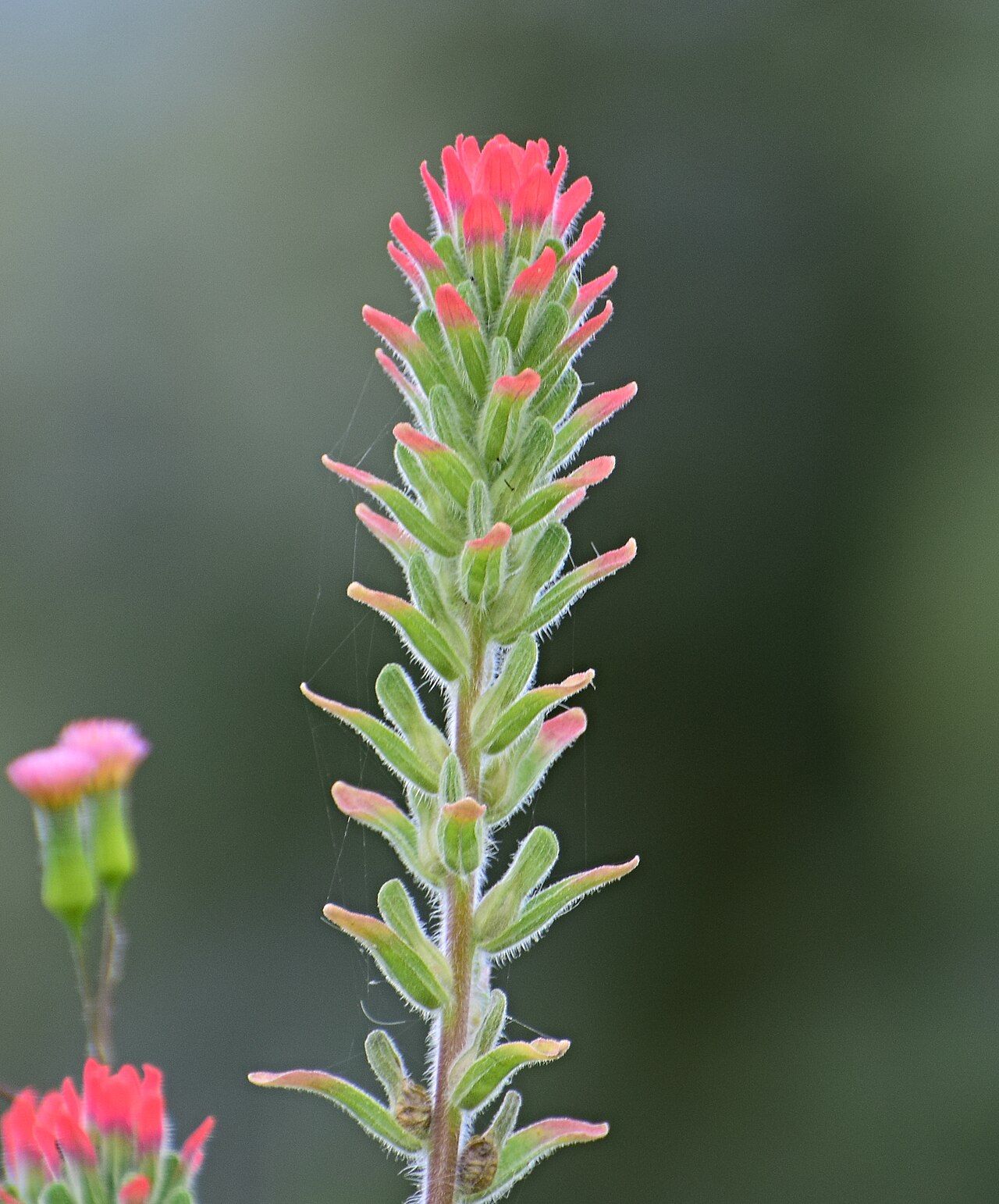 Castilleja scorzonerifolia: Hierba del cáncer - Cola de borrego