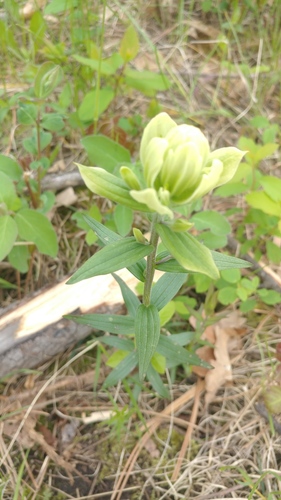 Labrador Indian paintbrush (Castilleja septentrionalis)